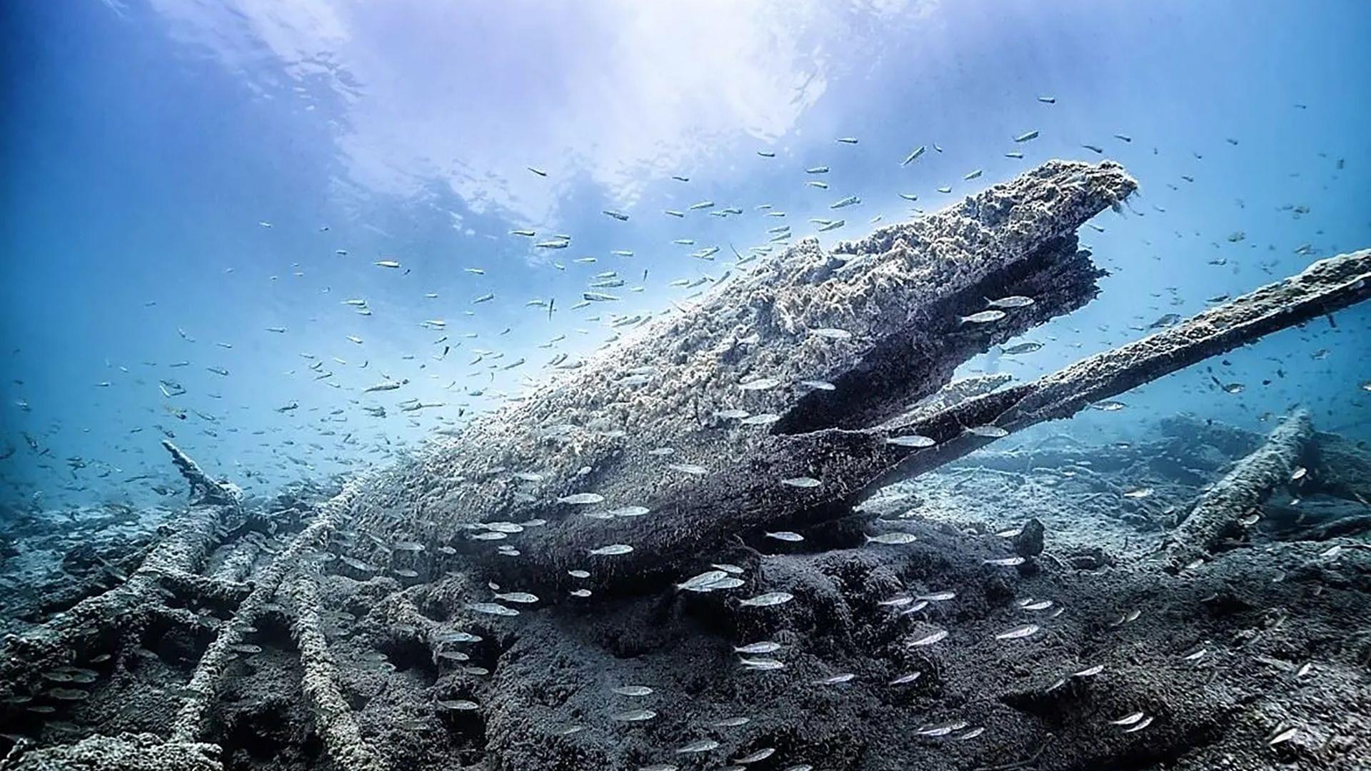 Underwater shipwreck covered in marine life with school of fish swimming around