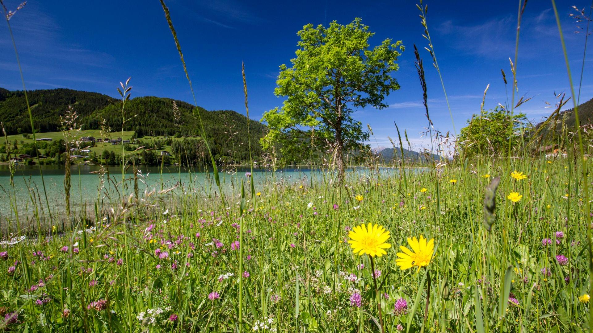 Bunte Wildblumenwiese am See mit Baum und Bergen im Hintergrund bei klarem Himmel