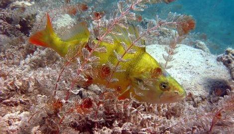 Fische beobachten beim Tauchgang im Weissensee