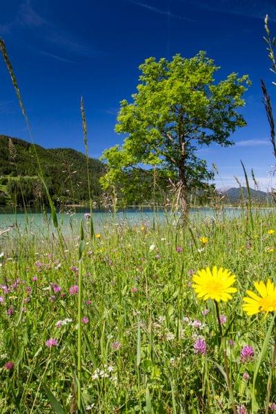 Bunte Wildblumenwiese am See mit Baum und Bergen im Hintergrund bei klarem Himmel